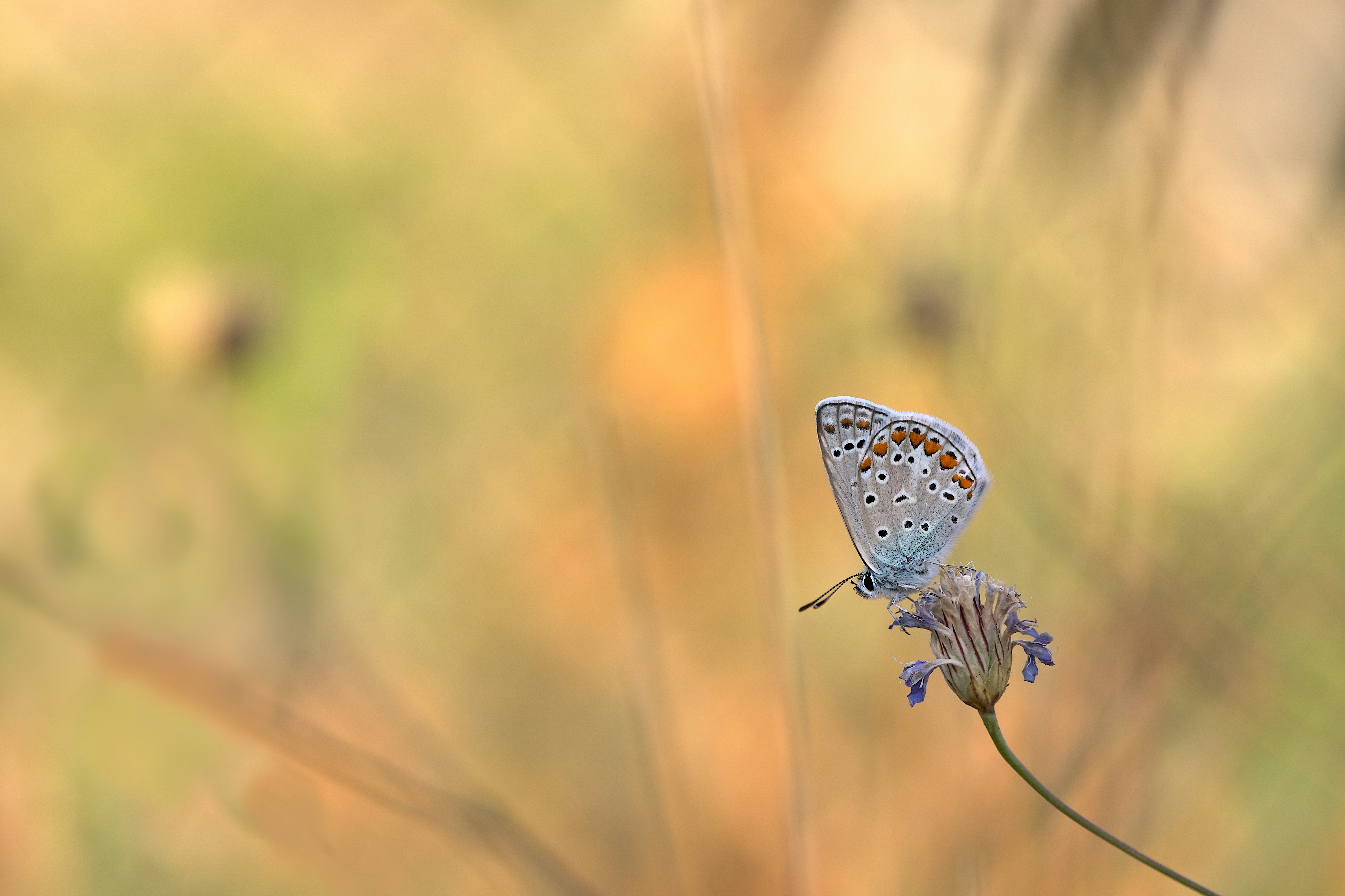 selective focus photography of gray and brown butterfly on flower